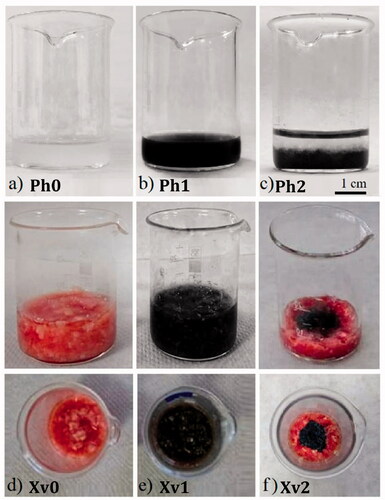 Figure 1. Samples under study (a) Ph0: Reference: agarose solution corresponding to healthy tissue phantom, (b) Ph1: agarose with MNPs, corresponding to cancer tissue phantom (c) Ph2: Tumor–healthy tissue interface, (d) Xv0: Reference: Veal tissue sample corresponding to healthy tissue, (e) Xv1: Veal tissue sample with MNPs (Xv1a: 4 mg/mL, Xv1b: 8 mg/mL) corresponding to cancer tissue, (f) Xv2: Tumor (central region)–healthy (peripheral region) tissue interface.