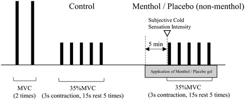 Figure 1. Experimental protocol. MVC: maximum voluntary contraction.