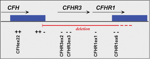Figure 4 A schematic map of that portion of the RCA cluster on 1q31 showing the relative positions of theCFH, CFHR1 and CFHR3 genes. The solid green boxes represent a segmental duplication of 28 kb that occurred within this locus. The primers employed to define the CFHR1/CFHR3 deletion boundaries are shown in Supplemental Table I; ‘+’ indicates products that amplify in deletion homozygotes, and ‘–’ regions that fail to amplify in deletion homozygotes.