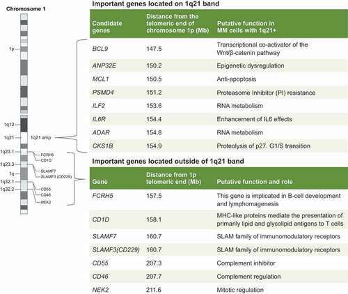 Figure 3. Targeting 1q specific vulnerabilities: Important gene located on chromosome 1q21 band and on 1q arm.