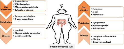 Figure 2. Impact of Post-menopausal Type 2 Diabetes; Post-menopausal type 2 diabetes affects the multiple regulators including gut microbiota to metabolism, and their impact can be seen on various T2D specific markers i.e., BMI, blood glucose level.