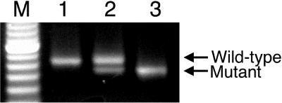 Figure 1. PCR analysis of the ICGN/Oa mice for the tensin2 locus. The DNA extracted from the wild-type (lane 1), heterozygous (lane 2), and homozygous (lane 3) mice were genotyped using a single pair of specific primers for the wild-type and mutant alleles, respectively. Lane M was loaded with the size marker.