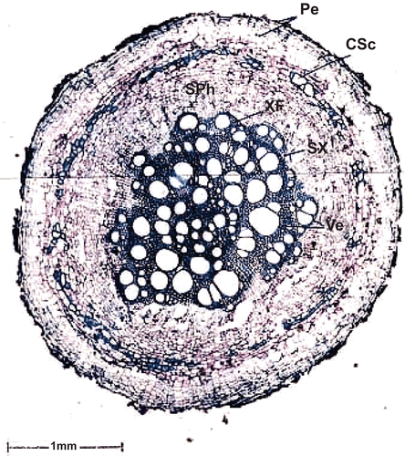 Figure 1.  Transverse section of thick root. Pe, periderm; CSc, cortical sclereids; SPh, secondary phloem; XF, xylem fibers; SX, secondary xylem; Ve, vessel.