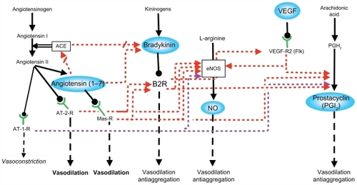 Figure 1 Interactions between the different vasodilator systems.