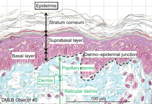 Figure 2.  Normal aspect of skin optical microscopy with 40× objective.