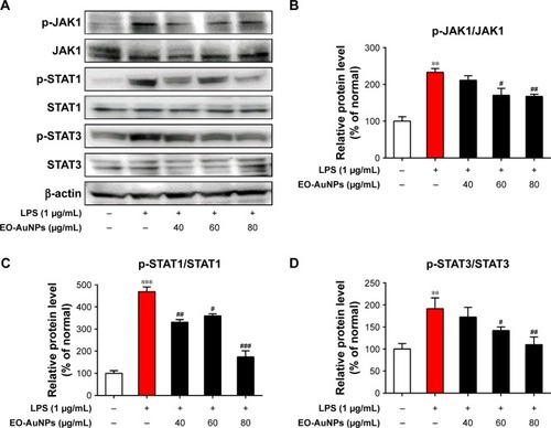 Figure 9 Effect of EO-AuNPs on JAK/STAT signaling-related protein expression in RAW 264.7 cells. (A) The proteins of p-JAK1, JAK1, p-STAT1, STAT1, p-STAT3, and STAT3 in LPS-stimulated RAW 267.4 cells were measured by Western blot analysis. (B–D) The band intensities for p-JAK1/JAK1, p-STAT1/STAT1, and p-STAT3/STAT3 were quantified and normalized to the corresponding value of β-actin. Densitometry data are expressed as percentage relative to the non-treated control and shown as mean ± SEM. **P<0.01, ***P<0.001 compared to the non-treated control. #P<0.05, ##P<0.01, ###P<0.001 compared to the LPS control.Abbreviations: JAK, Janus kinase; STAT, signal transducer and activators of transcription; EO-AuNPs, Euphrasia officinalis-gold nanoparticles; LPS, lipopolysaccharide; SEM, standard error of the mean.