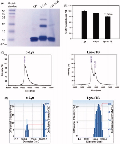 Figure 2. Synthesis of c-Lys and Lys-αTS and their characterizations. (A) The result of SDS-PAGE assay. Protein standard, Lys, c-Lys, and Lys-αTS were loaded onto the wells for gel electrophoresis. (B) The result of TNBS assay. Each point represents the mean ± SD (n = 3). ***p < .001, compared with Lys group. %%%p < .001, compared with c-Lys group. (C) MALDI-TOF choromatograms of c-Lys and Lys-αTS. Relative intenstiy (%) accroding to mass (m/z) is plotted. (D) Size distribution diagrams of c-Lys and Lys-αTS. Differential intensity according to the diameter is plotted.