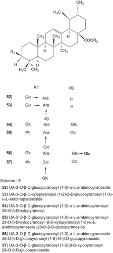 Scheme 9.  (52) UA-3-O-β-d-glucopyranosyl (1-3)α-l-arabinopyranoside (53) UA-3-O-β-d-xylopyranosyl (1-2)-β-d-glucopyranosyl (1-3)α-l-arabinopyranoside (54) UA-3-O-β-d-glucopyranosyl (1-3)α-l-arabinopyranosyl-28-O-β-d-xylopyranosyl (55) UA-3-O-β-d-glucopyranosyl (1-2)α-l-arabinopyranosyl-28-O-β-d-xylopyranosyl -β-d-xylopyranosyl(1-3)α-Larabinopyranosyle-28-O-β-d-glucopyranoside (56) UA-3-O-β-d-glucopyranosyl (1-3)α-l-arabinopyranoside 28-O-β-d-glucopyranosyl (1-6)-O-β-d-glucopyranoside (57) UA-3-O-β-d-glucopyranosyl (1-3)β-d-xylopyranosyl-28-O-β-d-glucopyranoside.
