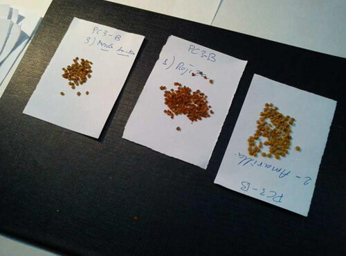 Figure 12. Pollen load samples separated by an expert to train the system.