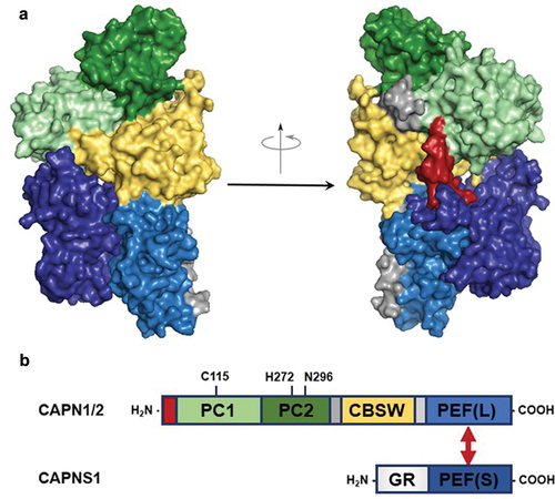 Figure 1. Structure of calpain-2 and domain diagram for CAPN1/2 and CAPNS1. (A) A three-dimensional structure of calpain-2 with color-coded domains, created with a structure from PDB 1KFU [Citation13]. Grey molecular surfaces are inter-domain linkers flanking the CBSW domain in CAPN2, and the red surface is the N-terminal anchor helix of CAPN2. The GR domain of CAPNS1 is unstructured and thus not shown. (B) A domain diagram of calpain-1/2 showing the red N-terminal anchor helix, PC1 – protease core 1, PC2 – protease core 2, CBSW – calpain-type beta-sandwich, and PEF(L) – penta EF-hand in the catalytic large subunits, CAPN1/2; and the GR – glycine-rich, and PEF(S) – penta EF-hand in the regulatory small subunit, CAPNS1. Amino acids of the catalytic triad are shown with CAPN1 residue numbering. The double-ended red arrow indicates interactions of PEF(L) and PEF(S) mediating dimerization of CAPN1/2 with CAPNS1.