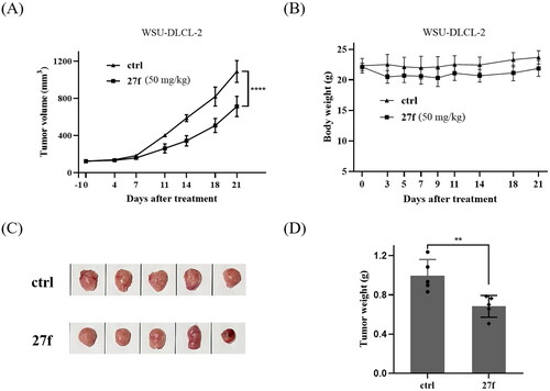 Figure 7. Tumour growth inhibition of compound 27f in WSU-DLCL-2 xenografted mice model. (A) The efficacy of compound 27f in the WSU-DLCL-2 xenograft model. (B) Average body weights for 27f and vehicle-treated mice groups. (C) Photo of dissected WSU-DLCL-2 tumour tissues. (D) Tumour weight of dissected WSU-DLCL-2 tumour tissues. Single asterisks indicate p < 0.05, double asterisks indicate p < 0.01, and triple asterisks indicate p < 0.001 versus the control group. *p < 0.05, **p < 0.01, ***p < 0.001, ****p < 0.0001 by two-way ANOVA test.