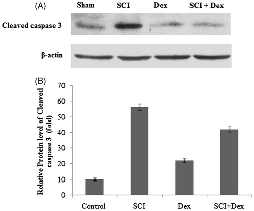 Figure 7. Western blot analysis of apoptotic marker in renal tissues. (A) Cleaved caspase 3 protein and (B) relative fold change of cleaved caspase 3. β-Actin served as an internal control. Values are mean ± SD for five rats in each group. Comparisons are made between: (a) Sham and SCI and (b) SCI and SCI + Dex. *Statistically significant (p < 0.05).