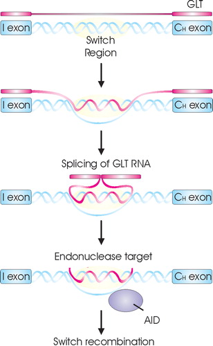 Figure 6 A model for the role of GLT in CSR. Upon B cell activation GLT is induced. This GLT interferes with the switch region forming a R‐loop to create a stable single‐strand DNA (ssDNA) substrate for AID. AID then converts dC to dU residues, creating targets for endonuclease resulting in DNA breakage necessary for CSR.