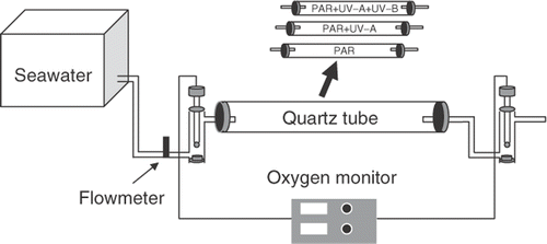 Fig. 1. Outline of the flow-through system used for measuring the diurnal photosynthesis of Gracilaria lemaneiformis. Quartz tubes were used as the assimilation chamber. Thalli in the tubes were exposed to different solar radiation treatments by using UV-cutting off filters.