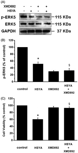 Figure 6. HSYA suppresses phosphorylation of ERK5 in culture-activated HSC. Culture-activated HSC, after serum-starvation for 24 h, were treated with HSYA (30 µM), XMD 8–92 or a combination of HSYA and XMD 8–92 for 48 h, then cell were harvested. (A) HSC lysates were then subjected to Western blotting to evaluate phosphorylation of ERK5, and blots were reprobed with antibodies against total ERK5 and also GAPDH to assure equal sample loading. The blots shown are representatives of three independent experiments with similar results. (B) The density of bands representing phosphorylated ERK5 was quantified by densitometric scanning from three independent experiments. (C) Cell viability was determined using the MTS assay, and untreated cells were assumed to be vital (100% viability). Results represent means ± SD of three separate experiments. Significance is defined as follows: *p < 0.05 compared with control; §p < 0.05 compared with cells treated with HSYA alone by ANOVA.
