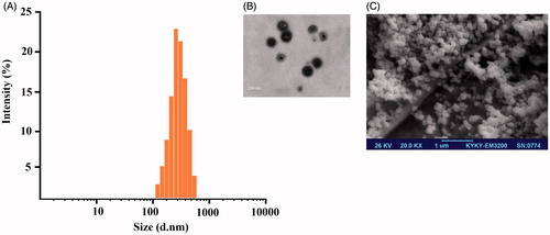 Figure 1. Dynamic light scattering (DLS), Transmission electron microscopy (TEM) and Field emission scanning electron microscopy (FESEM) characterization of Met–Cur–PLGA/PEG NPs showing the core-shell structure of NPs. (A) DLS histogram of Met–Cur NPs, (B) TEM and (C) FE-SEM images.