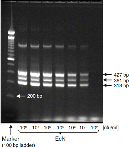 Figure 4. Strain-specific multiplex PCR for identification of E. coli Nissle 1917 (EcN). PCR and agarose gel electrophoresis were performed as described (Citation53). The PCR yields three distinct DNA products of Mr 313, 361, and 427 bp length. Using this test system, the detection limit of EcN is between 102 and 103 bacterial cells/ml. Photograph: K. Eiteljörge, Herdecke.