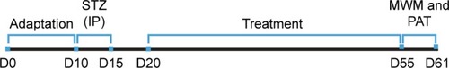 Figure 1 Timelines of experiments.Abbreviations: PAT, passive avoidance test; MWM, Morris water maze; STZ, streptozotocin.