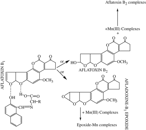 Figure 5. Hypothesis reduced the effect mechanism of Aflatoxin derivaties.