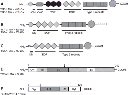 Figure 4. Schematic structures of TSP proteins, TWEAK, and Fn14. A: TSP-1 and TSP-2; B: TSP-3 and TSP-4; C: TSP-5; D: TWEAK; and E: Fn14 protein. OM = oligomerization domain; VWC = von Willebrand factor C type domain; TSR = thrombospondin repeats; EGF = EGF-like repeats; Cyt = cytoplasmic domain; TM = transmembrane domain; EC = extracellular domain; RB = receptor binding domain; Sig = signal peptide. Arrow indicates a cleavage site. Modified from (Citation88–90).