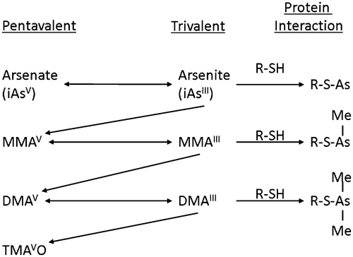Figure 1. Metabolism of inorganic arsenic through progressive reductions and then oxidative methylations. The trivalent forms can react with sulfhydryl groups producing biologic effects. Although formation of TMAVO readily occurs in rodents, its formation is limited in humans unless exposed to very high (toxic) levels of inorganic arsenic.
