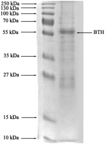 Figure 3. SDS-PAGE of BTH. The pooled fractions from ammonium sulfate precipitation and affinity chromatography (sepharose-4B, l-tyrosine and m-anisidine) were analyzed by SDS-PAGE (10% and 3%) and revealed by Coomassie blue staining. Experimental conditions were as described in the method.