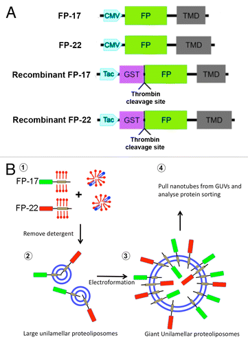 Figure 1. Experimental setup. (A) Schematic representation of TA constructs expressed in cells (FP-17 and FP-22) or used for production of recombinant proteins (recombinant FP-17 and FP-22). The Fluorescent Protein (FP) is either mEGFP or tdTomato. (B) Flowchart of the experiments (blue: lipids, red: detergent).