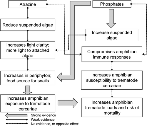 Figure 31. Conceptual model of the proposed steps by which atrazine and phosphorous can increase trematode infections in amphibians in small lentic systems. The type of the arrow indicates the strength of evidence for a causal link between each step related to atrazine or phosphorous at environmentally relevant concentrations. Modified from Figure S4 in (CitationRohr et al. 2008a).