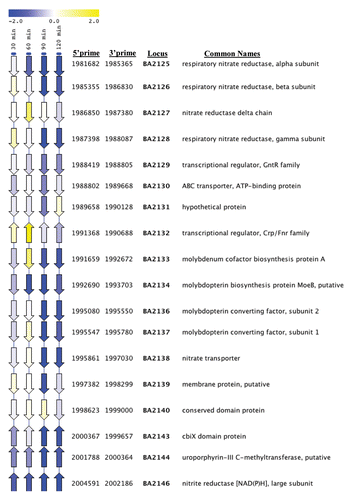 Figure 4 Analysis of respiratory nitrate genes in strain 34F2ΔluxS compared to strain 34F2 and strain 34F2 exposed to 20 µg/ml of fur-2 using LEM. Time points (left-most 4 columns) and sample (exposure to fur-2 for one hour; right-most column) are indicated at the top of each column. Arrows indicate the direction of gene orientation. The color scale indicates the log2 changes in expression, according to the scale shown above. Locus ID based on B. anthracis strain Ames.