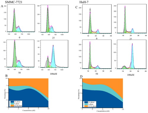 Figure 8. Effects of compound MY-1121 on cell cycle distribution. Liver cancer cells SMMC-7721 (A, B) and HuH-7 (C, D) were treated for 48 h. The cells were stained with propidium iodide and analysed via flow cytometry to measure the cell cycle profile.