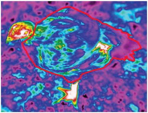 Figure 1. An example of the area (outlined in red) considered as the body of the broiler chicken for thermal image analysis