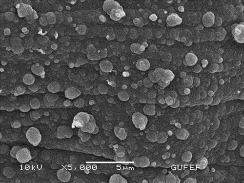 Figure 2. Scanning electron micrograph of PPy-PVS electrode surface.