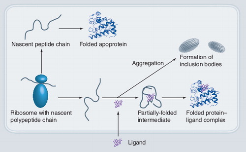 Figure 2. Schematic representation of the ligand supplementation concept to enhance soluble protein production in Escherichia coli.Nascent polypeptides can fold into apoproteins or aggregate and are then deposited in inclusion bodies. Inclusion of a ligand can promote and stabilize the folded protein, leading to a stable and soluble protein–ligand complex.