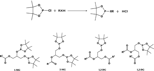 Figure 4. Reaction of hydroxyl groups of DG with 2-chloro4,4,5,5-tetramethyl-1,3-dioxa-2-phospholane (2-CITMDOP) & Structures of different phosphitylated mono and diesters of glycerol.