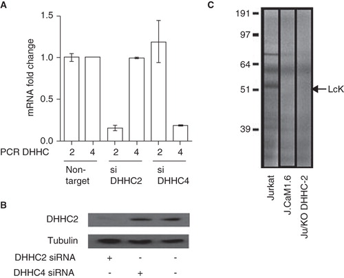 Figure 4. Decreased Lck S-acylation after DHHC2 siRNA treatment. (A) Quantitative real-time PCR was used to assess DHHC2 and DHHC4 mRNA expression in Jurkat cells transfected with Accell siRNA directed against either DHHC2 (siDHHC2) or DHHC4 (siDHHC4). Relative expression compared to Jurkat T cells transfected with a control siRNA (non-targeting) is shown. Error bars are SEM. Results are representative of two independent experiments. (B) Levels of DHHC2 in total protein lysates from Jurkat T cells treated with Accell siRNA against DHHC2 or DHHC4 or without siRNA oligos. DHHC2 was detected by Western blotting using the anti-DHHC2 antibody and detection of tubulin with anti-tubulin antibody was used as a loading control. (C) Total protein lysates from Jurkat T cells Ju or J.Cam1.6 cells treated for 72 h with siRNA oligos directed towards DHHC2 or control siRNA. The cells were labelled with 3H-palmitic acid to show S-acylation. Lck is one of the most abundant S-acylated proteins in Jurkat T cells and its position on the gel is indicated; absence of a corresponding band in Lck-negative J.Cam1.6 cells validates the assignment of the Lck band.