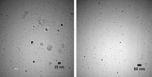 Figure 7. TEM micrographs of the produced NPs by methanol extract of P. gnaphalodes (Vent.) Boiss. after 24 h of biotransformation.