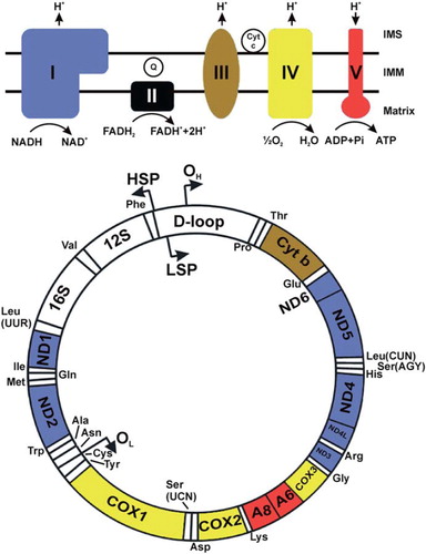 Figure 1. This figure shows human mtDNA represented by a circle. The positions of each of the protein-coding genes as well as the 12S and 16S rRNA genes and the tRNA genes are indicated. The OXPHOS system is shown above in simplified form. The protein-coding genes are color-coded according to the complex to which their product belongs. The non-coding D-loop region is also shown. The two strands of mtDNA are divided into a heavy strand and a light strand. The regions known as origins of heavy and light strand replication (OH and OL, respectively) are indicated, as are the transcription promoters for heavy and light strands (HSP and LSP, respectively). In mitochondrial energy conversion, acetyl-coenzyme A (CoA), which can be derived from pyruvate produced in cytoplasmic glycolysis or from mitochondrial fatty acid oxidation, conveys the carbon atoms of the acetyl group into the tricarboxylic acid (TCA) cycle. The enzymes of the TCA cycle oxidize these carbons and generate high-energy electrons that are transferred to the electron carriers nicotinamide adenine dinucleotide (NADH (reduced), NAD+ (oxidized)), or flavin adenine dinucleotide (FADH2 (reduced), FAD (oxidized)). The OXPHOS system comprises five large enzyme complexes, labeled complex I-V. All OXPHOS complexes are embedded in the inner mitochondrial membrane (IMM). Complexes I–IV together constitute the respiratory chain (RC), which uses energy released during electron transfer to pump protons from the matrix into the inter-membrane space (IMS). Complex I (CI) is a NADH oxidase, and complex II (CII) is a succinate dehydrogenase. CII is also a TCA cycle enzyme that oxidizes succinate and uses FADH2 as the electron carrier. It is the only RC complex that does not pump protons and that does not contain mtDNA-encoded subunits. Both CI and CII transfer electrons onward to the lipid-soluble electron carrier ubiquinone (coenzyme Q10, CoQ10, or Q (oxidized), QH2 (reduced)) inside the IMM. QH2 is oxidized by complex III (CIII), and electrons are transferred to cytochrome c (Cyt c), which is a water-soluble electron carrier in the IMS. Complex IV (CIV) catalyzes the final transfer of electrons to molecular oxygen to generate water. The combined action of the RC generates an electrochemical potential difference across the IMM. This is utilized by ATP synthase or complex V (CV) to catalyze the phosphorylation of ADP to ATP.