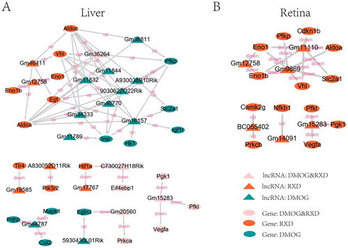Figure 3. The interaction network of DElncRNAs and the target genes in the HIF-1 pathway. (A) In the liver; (B) in the retina. Genes involved in the HIF-1 signalling pathway of Mus musculus (mmu04066) were downloaded from the KEGG PATHWAY Database. The cis-acting regulatory genes or the trans-acting regulatory genes of DElncRNAs were defined as the target genes.