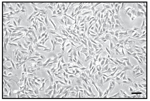 Figure 1.  Morphological photograph of primary cultured rat aortic vascular smooth muscle cells. The black bar represents 100 μm.