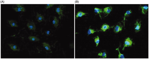 Figure 5. Cellular uptake of free curcumin (A) and nanoformulated curcumin (B) after 24 h of treatment using confocal microscopy (DAPI-blue light, curcumin-green light).