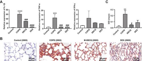 Figure 5 Effects of the middle dose of XBCQ on the lung inflammation in COPD mice. The mRNA expressions of inflammatory cytokines including TNF-α, IL-1β, and IFN-γ (A). The immunohistochemistry staining of MMP-9 in the lung tissue (B). The integrated optical density (IOD) of MMP-9 (C). Data are expressed as mean ± SEM. ****P < 0.0001, ***P < 0.001, **P < 0.01, compared with the control group. ####P < 0.0001, ###P < 0.001, #P < 0.05, compared with the COPD group.