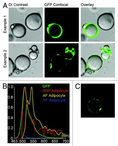 Figure 4. Confocal microscopy and spectral detection of GFP-positive BMP-derived adipocytes. Wild type female mice were transplanted with BM from UbqC-GFP donors. Eight weeks post-transplant, gonadal fat was recovered from the recipients, digested with collagenase and adipocytes isolated by flotation/centrifugation. Free-floating adipocytes were examined by differential interference contrast and confocal microscopy. (A) Representative DIC and GFP confocal images and digital overlays show adipocytes with cytosolic GFP fluorescence adjacent to non-fluorescent fat cells. (B) Fluorescence spectrum of a BMP-derived adipocyte [shown in (C)] was acquired at 6 nm resolution from 490–683 nm. Graph shows comparison of BMP-derived adipocyte fluorescence spectrum to the spectrum of native GFP protein. (C) Image of BMP-derived adipocyte after unmixing of the GFP signal shows GFP fluorescence in the cytosol surrounding the lipid droplet.