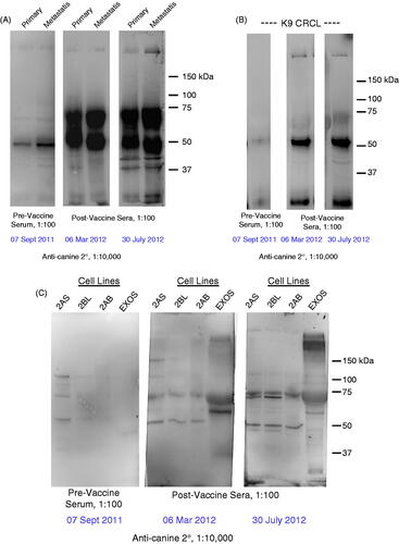 Figure 3. Western blot results using patient anti-sera to probe lysates prepared from (A) primary and metastatic tumours, (B) the CRCL preparation that was used as a vaccine, (C) cell lines generated from metastatic tumours and exosomes harvested from those lines. In each case, the sera are diluted 1:100, and consist of serum taken prior to receiving any vaccines (pre-vaccine serum), and sera taken ∼6 months post-vaccine initiation and ∼10 months post-vaccine initiation. Anti-canine IgG-HRP (1:10 000 dilution) was used as a secondary antibody, and blots were developed with ECL reagents. Molecular weight markers are shown on the right.