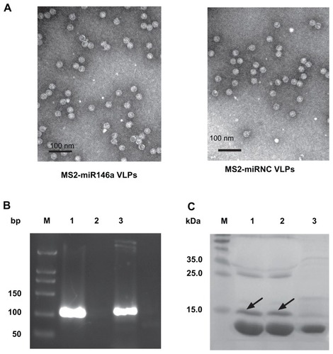 Figure 1 Synthesis of MS2 VLPs containing pre-miR146a. The coding sequence of pre-miR146a, mutated pre-miR146a, and that of bacteriophage MS2 capsid protein were constructed into the recombinant plasmid. These MS2 VLPs were expressed in Escherichia coli, purified by density gradient centrifugation, and conjugated to the HIV protein transduction domain (Tat47–57 peptide) by sulfosuccinimidyl 4-[p-maleimidophenyl] butyrate (Sulfo-SMPB). (A) Identification of MS2-miR146a VLPs (left) and MS2-miRNC VLPs (right) by transmission electron microscopy (97,000×) before the conjugation reaction. (B) The Tat-MS2-miR146a VLPs were extracted and amplified by RT-PCR. Lane M: DL500 DNA marker; Lane 1: RNA derived from MS2-miR146a VLPs; Lane 2: negative control; Lane 3: positive control (PCR amplification of pre-miR146a cDNA from the recombinant plasmid). (C) The Tat-conjugated MS2-miR146a and Tat-conjugated MS2-miRNC VLPs were analyzed by SDS/PAGE. The Tat-MS2 VLPs exhibited slower mobility (~15 kDa, marked by the arrow) compared with the unmodified MS2 VLPs (~14 kDa). The extent of modification was evaluated through the density of SDS PAGE using the Quantity One imaging system. Lane M, molecular weight marker; Lane 1, Tat-MS2-miR146a VLPs; Lane 2, Tat-MS2-miRNC VLPs; Lane 3, unmodified MS2-miR146a VLPs.Abbreviations: bp, base pair, VLPs, virus like particles.