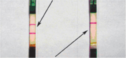 Figure 15. Positive (1) and negative (2) results of an immunochromatography assay.