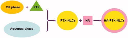 Figure 1. Scheme diagram to illustrate the preparation of HA-PTX-NLCs.