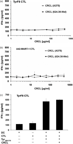 Figure 3. Melanoma-derived CRCL do not transfer tyrosinase or Melan-A/MART-1 antigens endogenously expressed by melanoma cells to human DC for MHC class I-restricted CTL recognition. (a, b) Monocyte-derived i-DC were pulsed with titered amounts of CRCL from A375-MEL (antigen-negative) or 624.38-MEL (antigen-positive) for 16 h and then matured with a cocktail containing IL1-ß, IL-6, TNF-α and PGE2 for additional 24 h. Antigen-specific CTL (TyrF8 or A42-MART-1) were added to DC at a DC : T cell ratio of 1 : 1. After 24 h, supernatants were harvested and IFN-γ levels were analysed by ELISA. (c) To control the DC capacity for CTL activation and to detect inhibitory effects of CRCL, 10 µg/ml of tyrosinase or Melan-A/MART-1 peptides (Tyr368–376 or Melan-A/MART-126–35, respectively) were added to DC with or without A375-MEL-derived CRCL (250 µg/ml). One representative experiment of five is shown for each CTL (a and b). Controls (c) are shown exemplarily for TyrF8 CTL. SD are derived from triplicate values.
