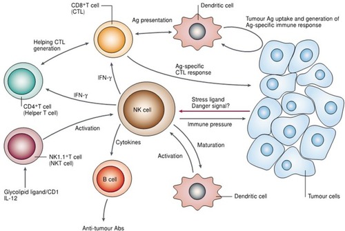 Figure 10 Illustration indicating the potential role of natural killer (NK) cells in tumor immune surveillance and tumor immune response. Adapted with permission from Smyth MJ, Yoshihiro H, Kazuyoshi T, et al. New aspects of natural-killer-cell surveillance and therapy of cancer. Nature Reviews Cancer. 2002;2(11):850–861. Copyright © 2002, Springer Nature. https://www.nature.com/articles/nrc928.Citation143