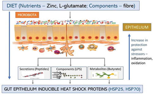 Figure 3. Inducible heat shock proteins. Dietary nutrients, gut microbiota components, and certain diseases can induce the formation of iHSPs (HSP25 and HSP70) in the GIT epithelium either directly from the microbiota or indirectly through the microbiota secretions and/or metabolites. This increases protection for the host against stressors like oxidation or inflammation in the epithelium.