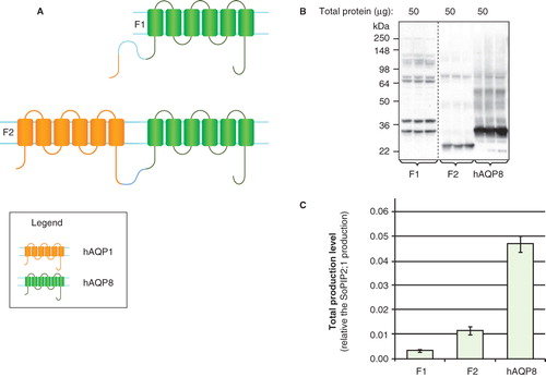 Figure 5. Production of hAQP1 fusions in P. pastoris. (A) Fusion constructs of human aquaporin homologues; F1 and F2. hAQP1 (yellow), hAQP8 (green) and the linker (light blue) are indicated. (B) Immunoblots showing the total yield in whole P. pastoris cell extracts of fusion constructs; F1 and F2. Samples representing the total production yield in P. pastoris are loaded in triplicates for each construct. The amount of total protein loaded for each construct is stated above each immunoblot. Samples from different immunoblots are separated with a dashed line. (C) Bar chart showing the total production yield of fusion constructs; F1 and F2, compared with hAQP8. All yields are relative the SoPIP2;1 production, for which the yield is set to one. The bars are the average of triplicate cultures; error bars show the standard deviation (n = 3). This Figure is reproduced in colour in Molecular Membrane Biology online.